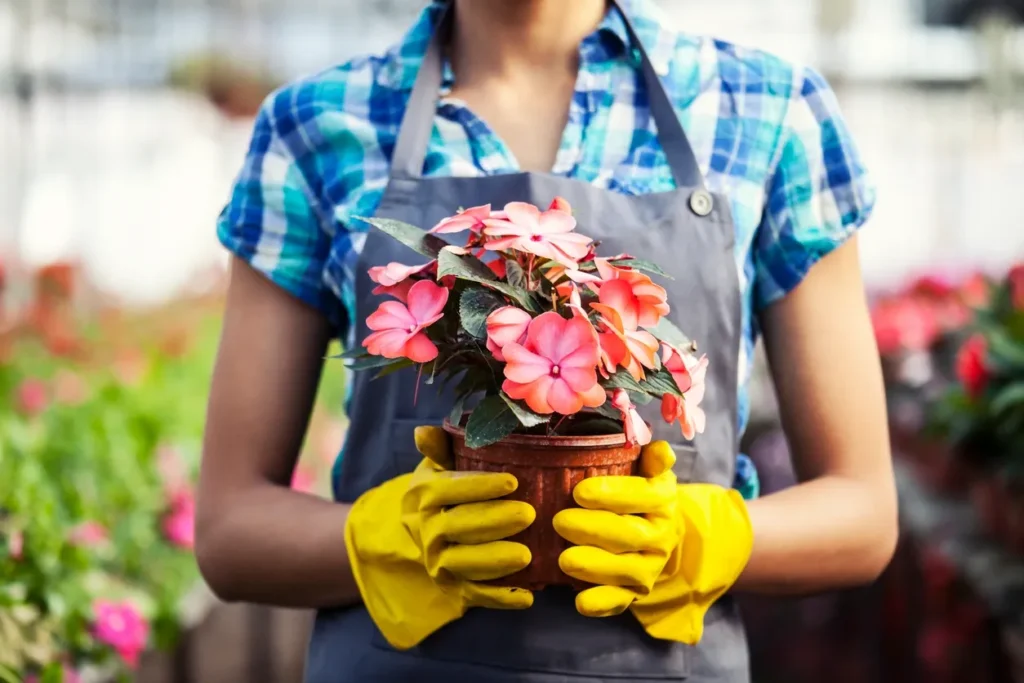 a close up of a woman (torso only) holding a potted flowering plant wearing yellow rubber gloves 